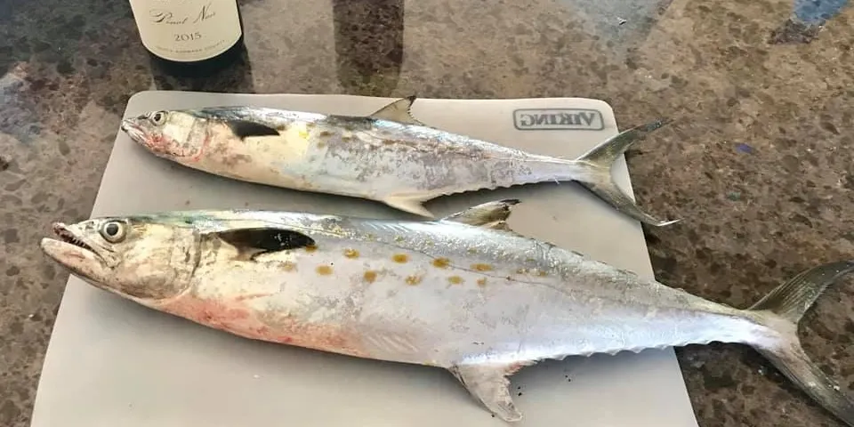 Photo of two large spanish mackerel.